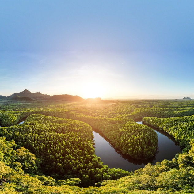 An image of sunlight streaming into a vast forest