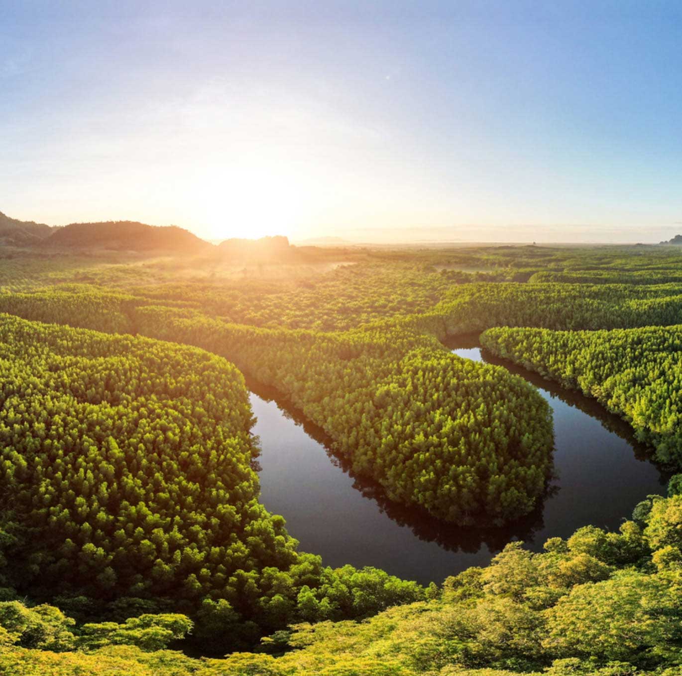 An image of sunlight streaming into a vast forest